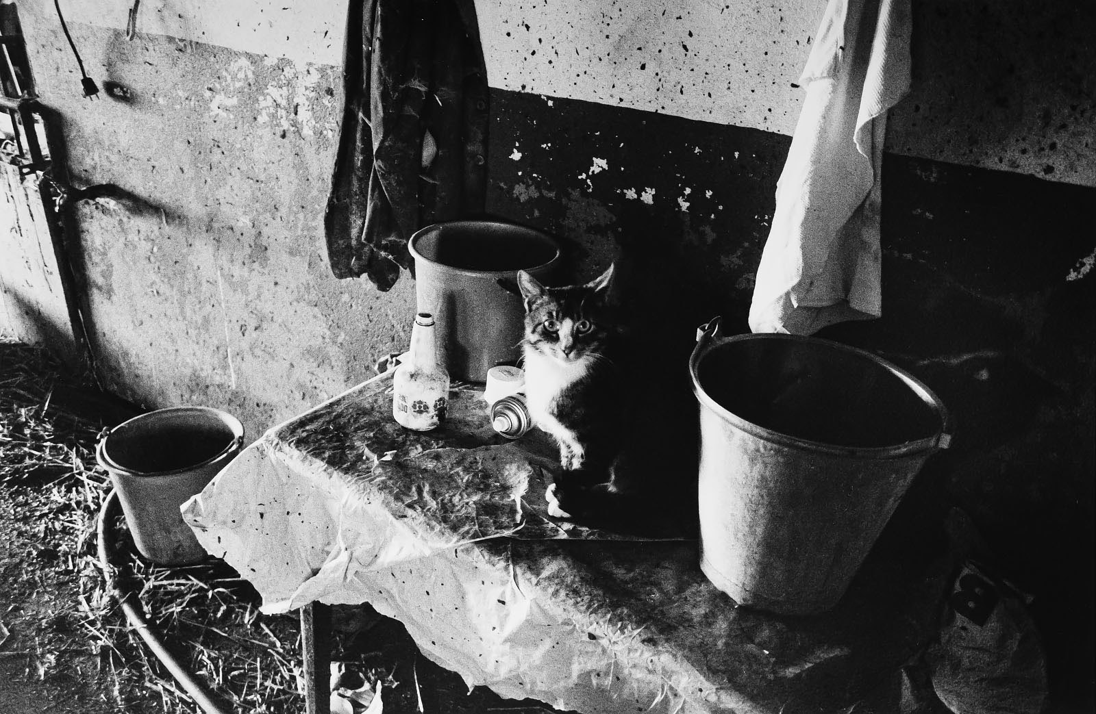 Katt i stall. Fotografi av Torbjörn Helgesson