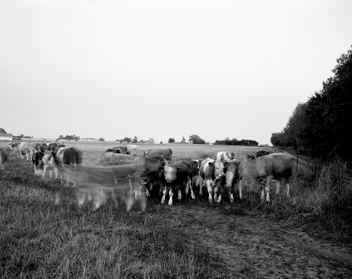 Koflock. Fotografi av Torbjörn Helgesson